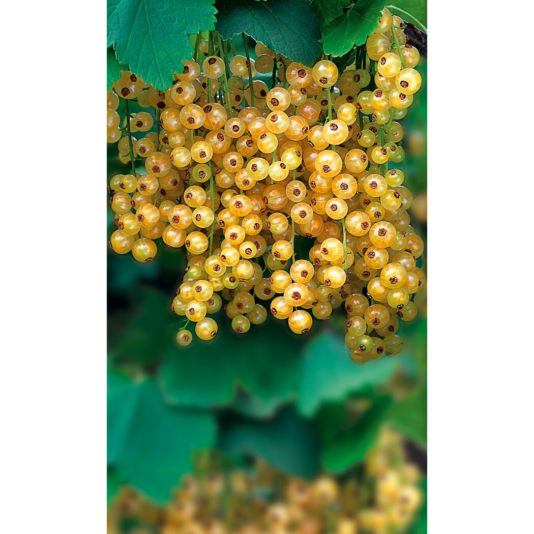 Weiße Johannisbeeren an einem Strauch