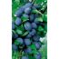 Reife blaue Hauszwetschen am Baum
