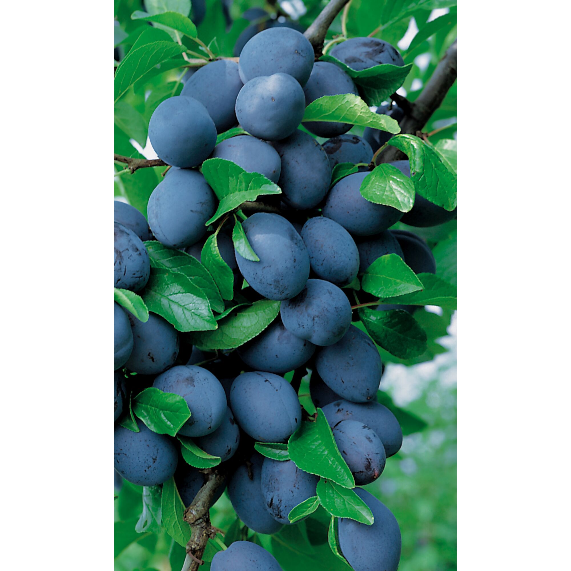 Reife blaue Hauszwetschen am Baum