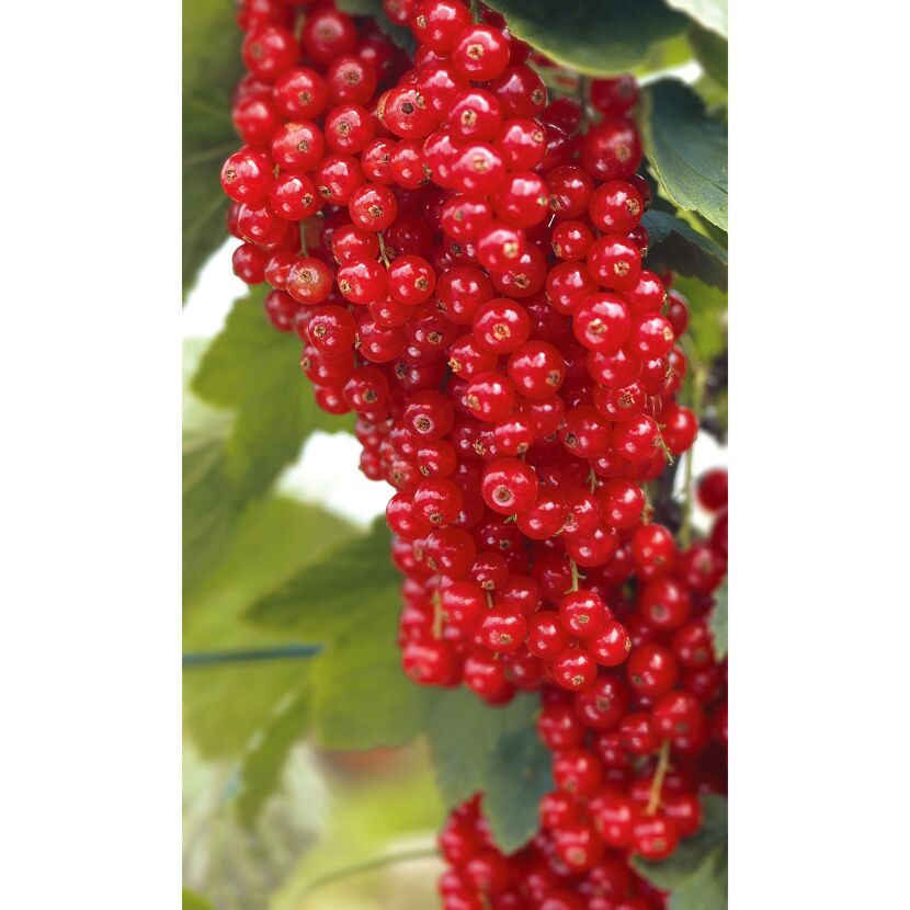 Rote Johannisbeeren am Strauch
