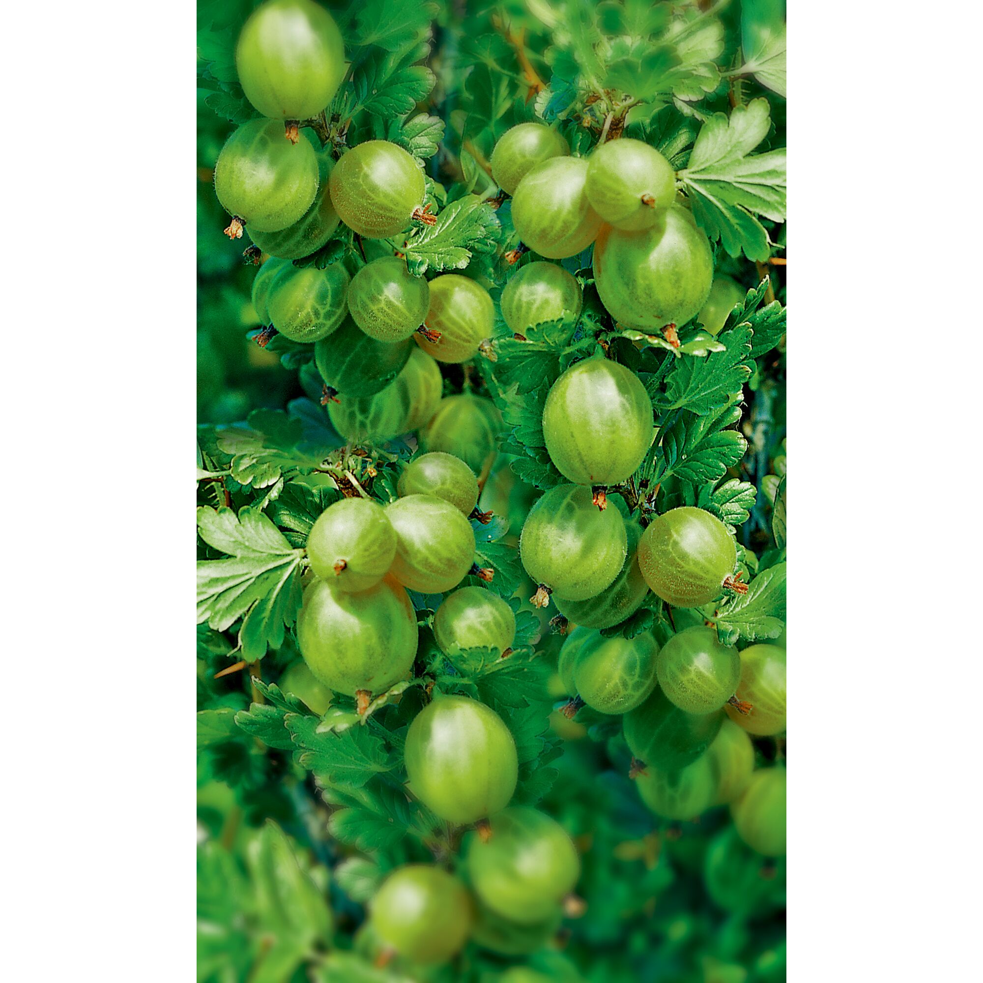Grüne Stachelbeeren am Strauch