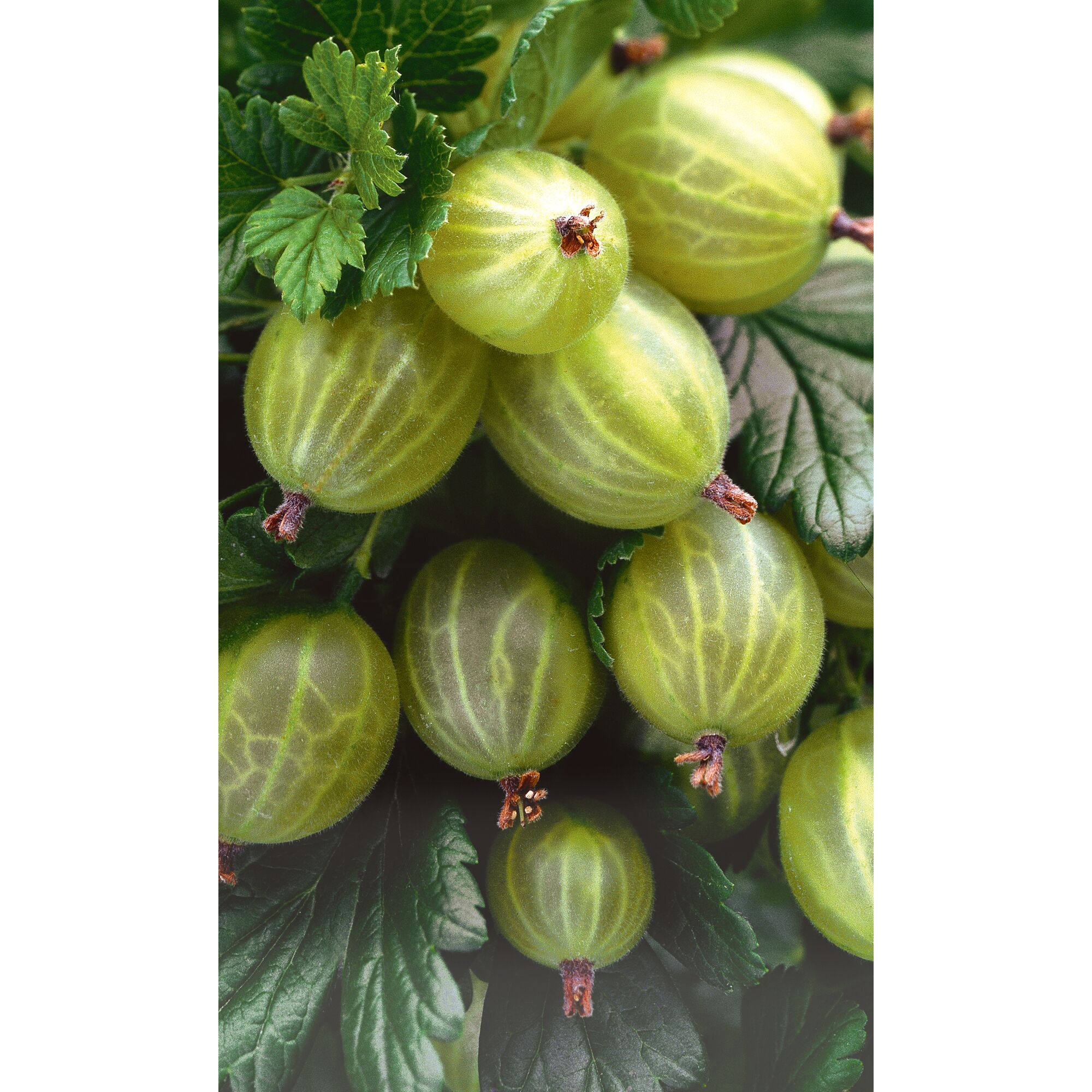 Grüne Stachelbeeren am Strauch