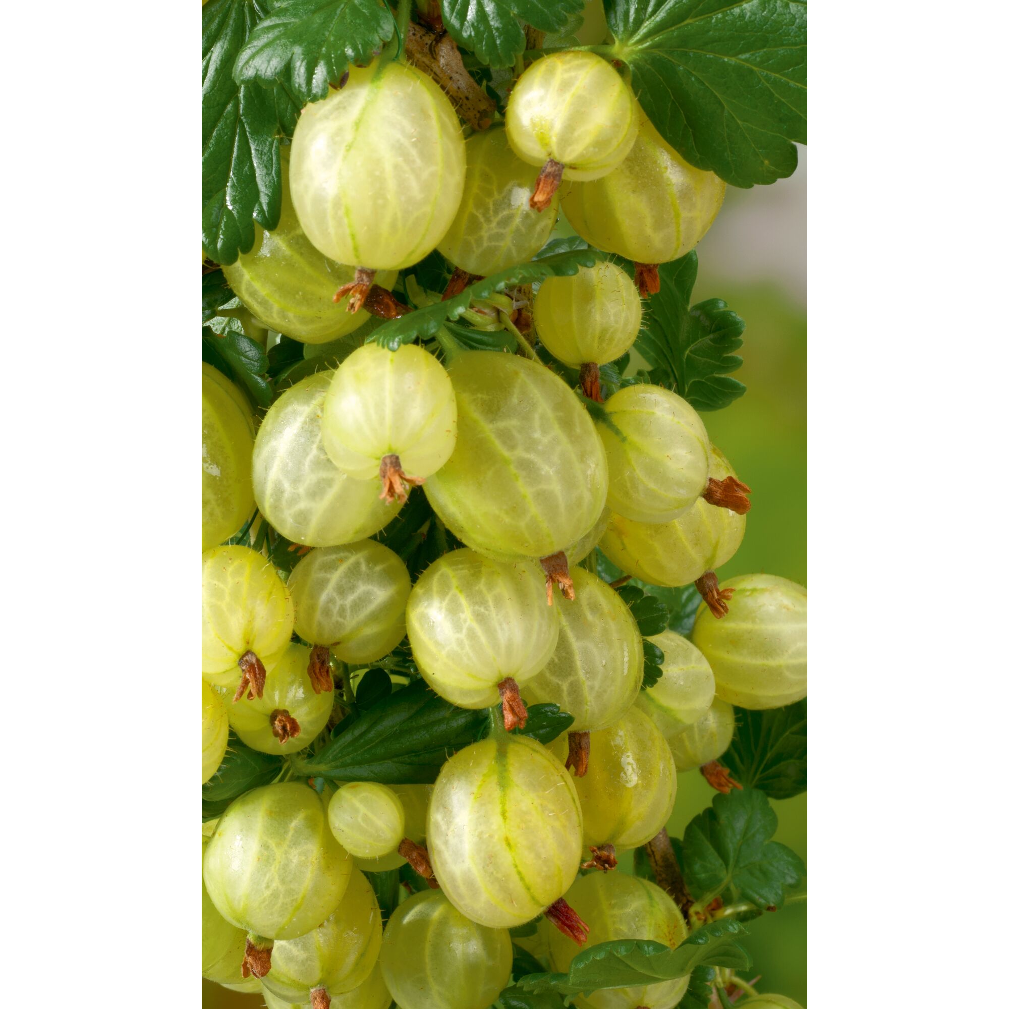 Grüne Stachelbeeren am Strauch