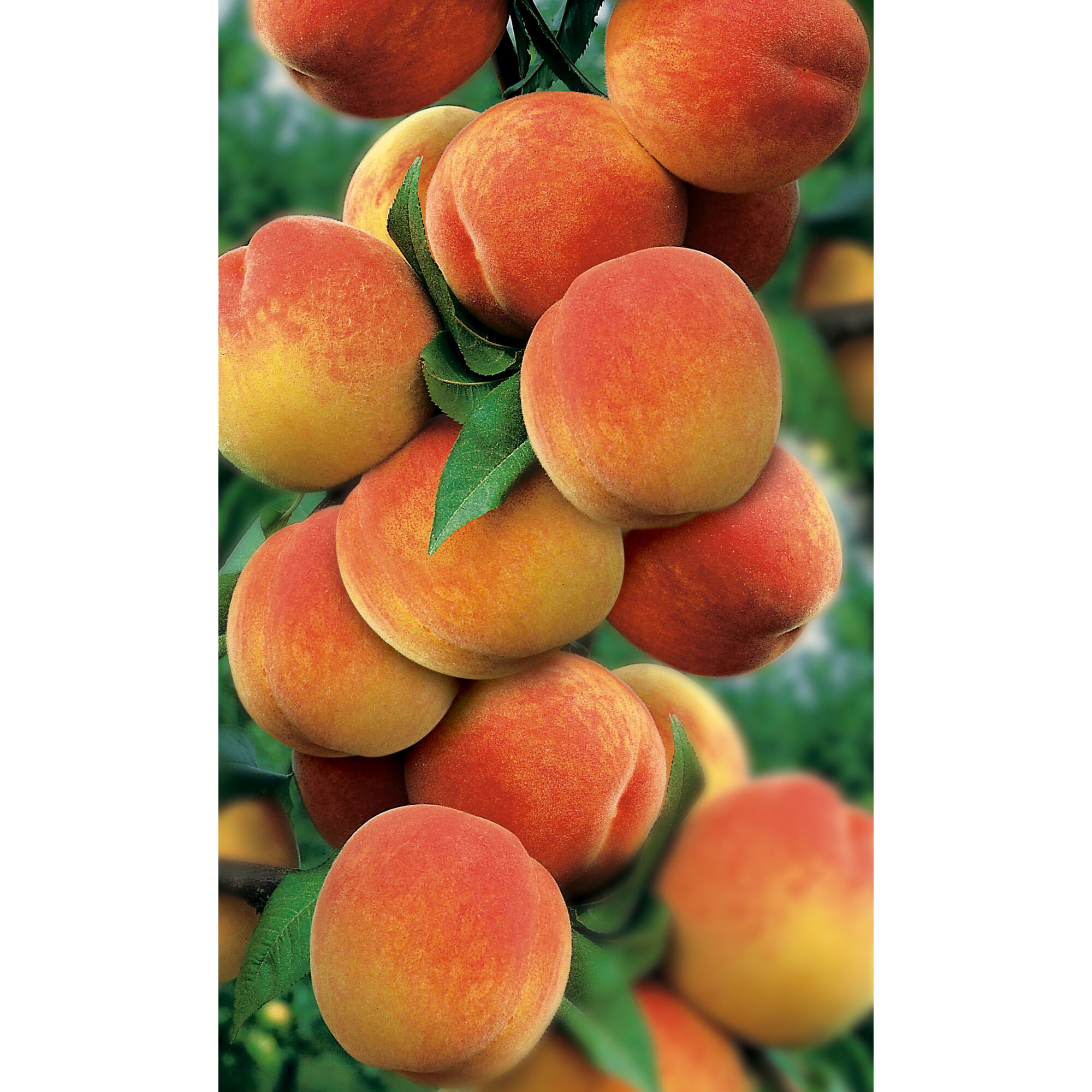 Reife Pfirsiche am Baum