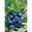 Reife Heidelbeeren an einem Zweig