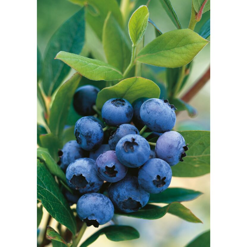 Reife Heidelbeeren an einem Zweig