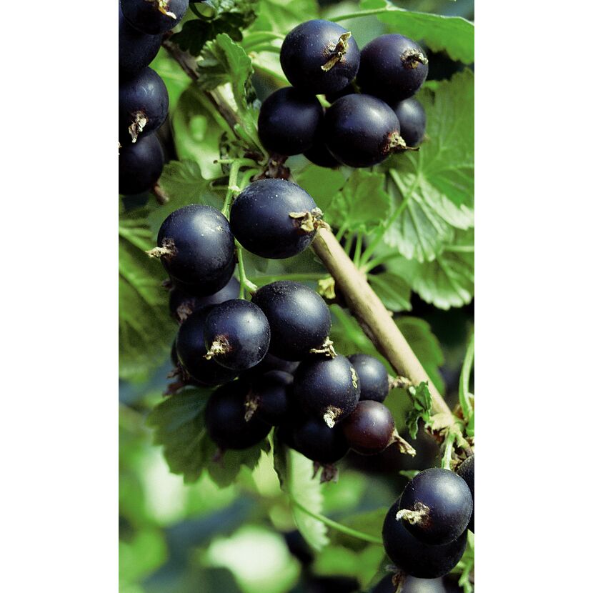 Schwarze Johannisbeeren am Strauch