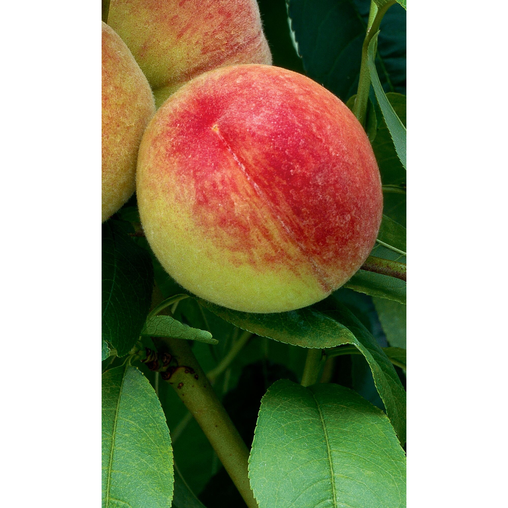 Reifer Pfirsich am Baum