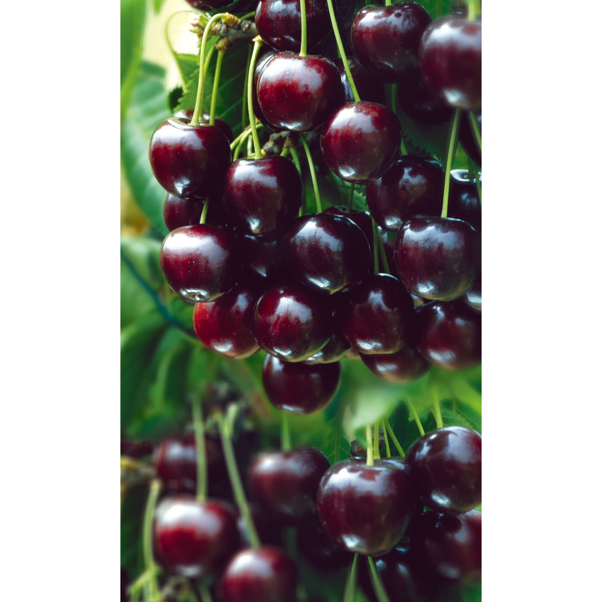 Schwarze Kirschen am Baum