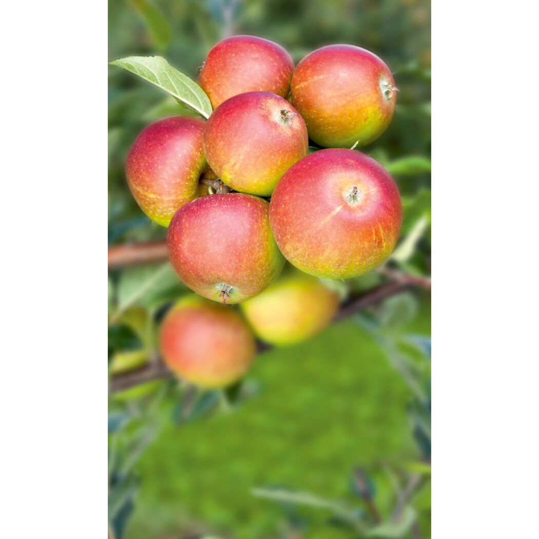Reife Äpfel am Baum