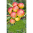 Verkleinertes Bild von Naturtalent by toom® Bio Apfel 'Cox', Busch®