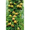 Säulenbirne Aroma mit reifen Früchten