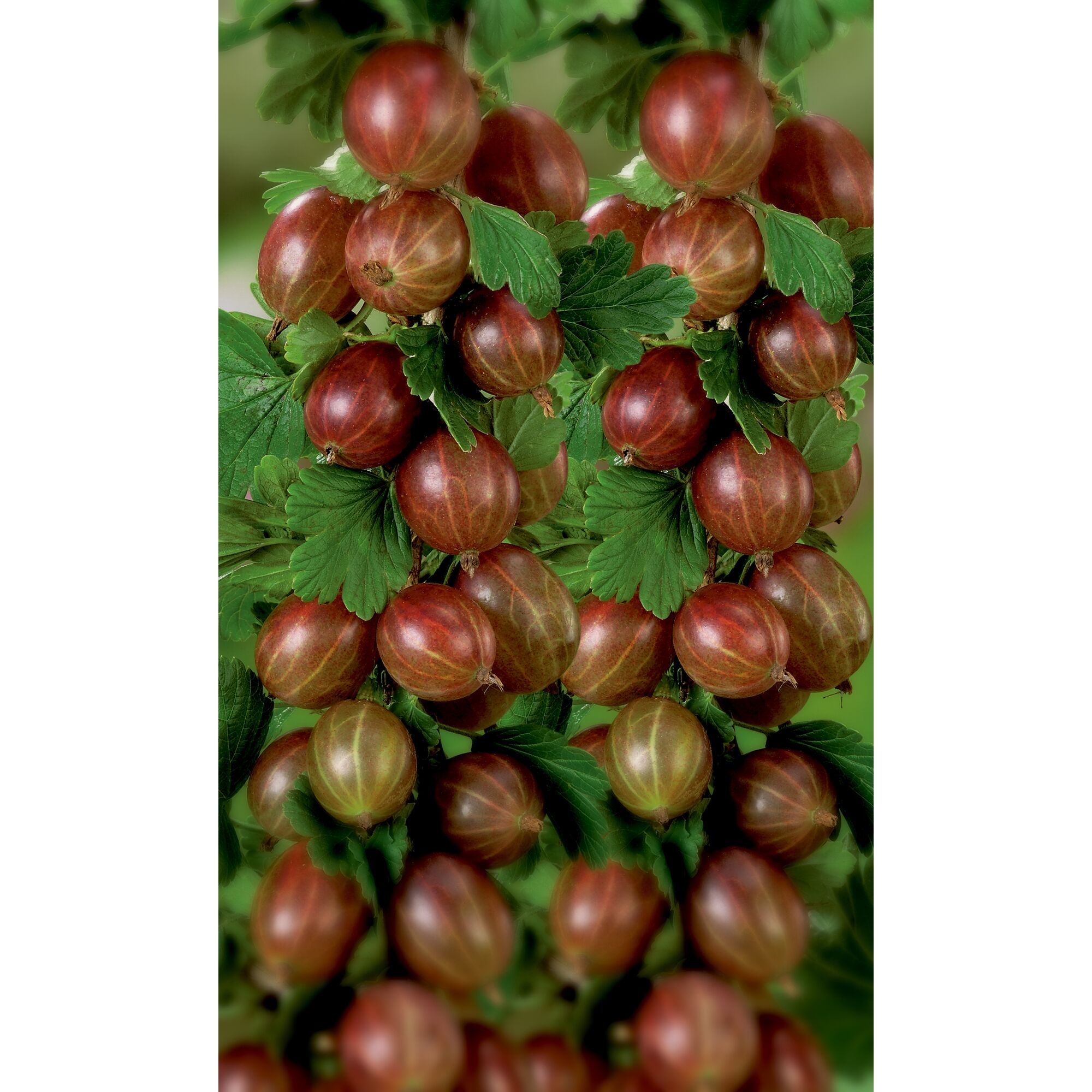 Reife Stachelbeeren der Sorte Remarka NT Bio