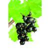 Schwarze Johannisbeeren am Strauch