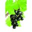 Schwarze Johannisbeeren am Strauch