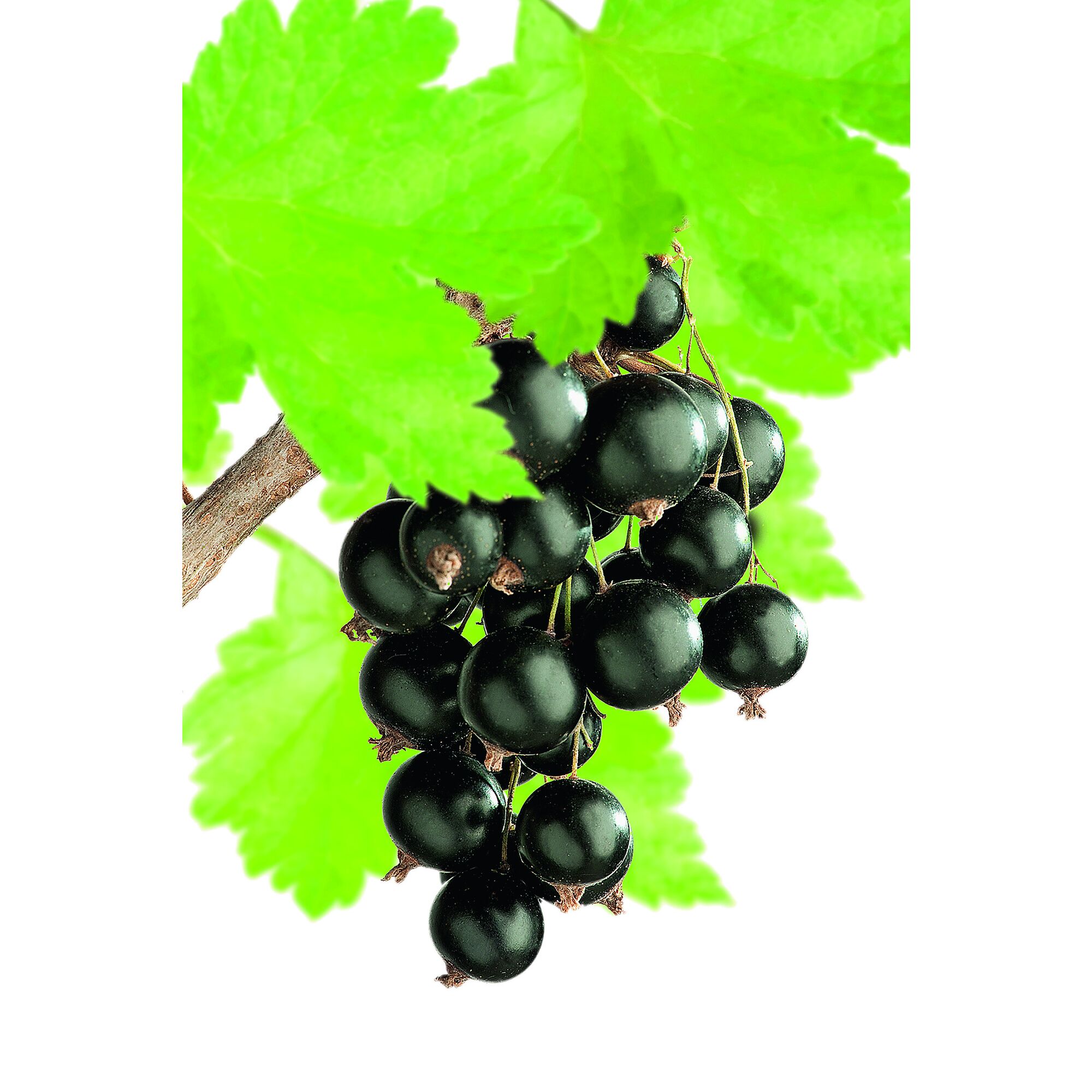 Schwarze Johannisbeeren am Strauch