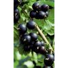 Schwarze Johannisbeeren an einem Ast