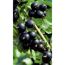 Schwarze Johannisbeeren an einem Ast