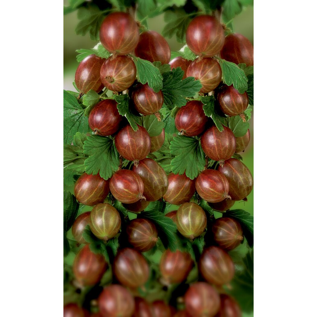 Stachelbeeren der Sorte RemarkaNT Bio