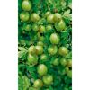 Grüne Stachelbeeren am Strauch