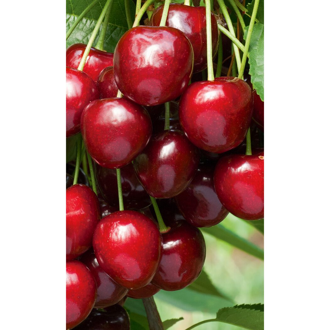 Kirschen Schneiders NT Bio