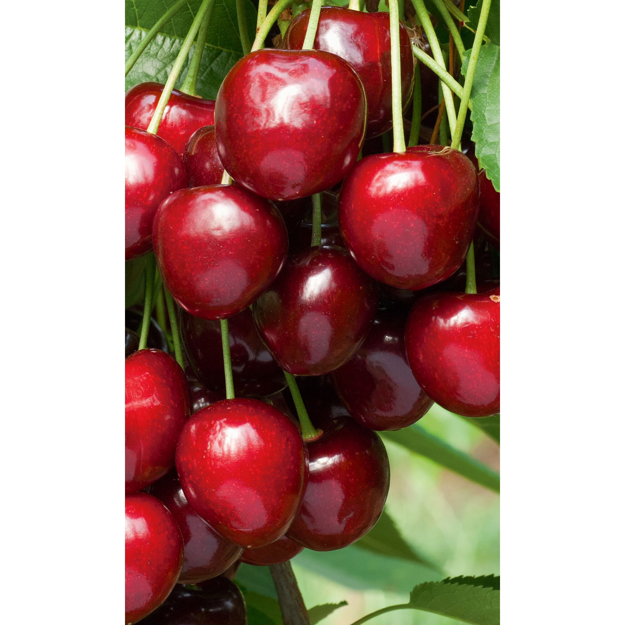 Kirschen Schneiders NT Bio