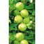 Verkleinertes Bild von Naturtalent by toom® Bio Apfel 'Golden Delicious', Busch®