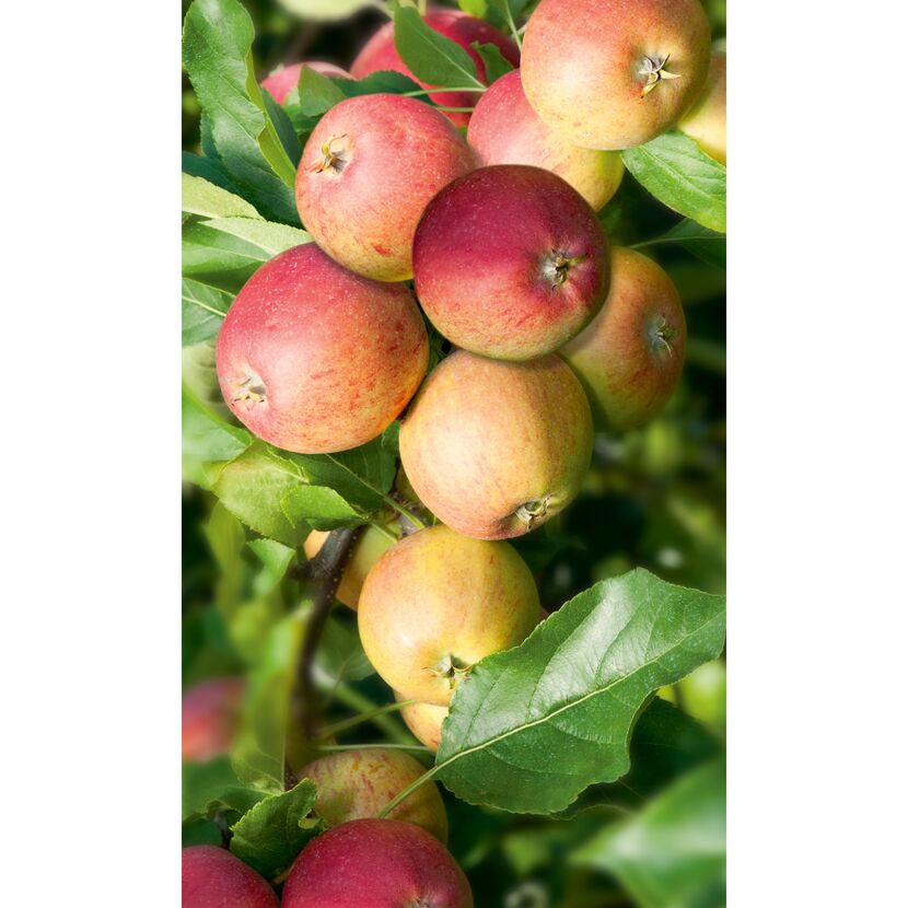 Reife Äpfel am Apfelbaum