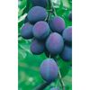 Reife blaue Pflaumen am Baum