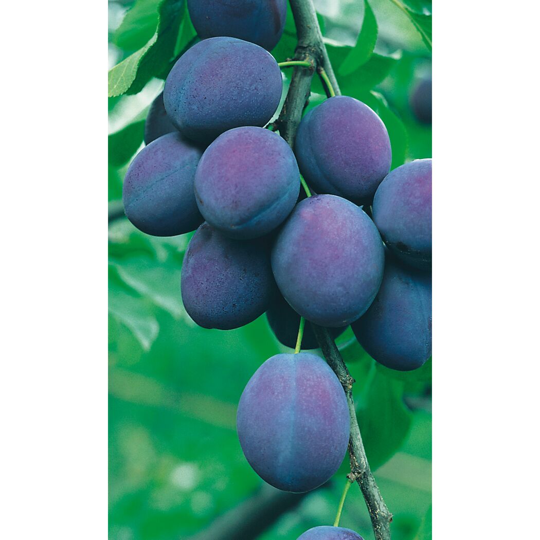Reife blaue Pflaumen am Baum