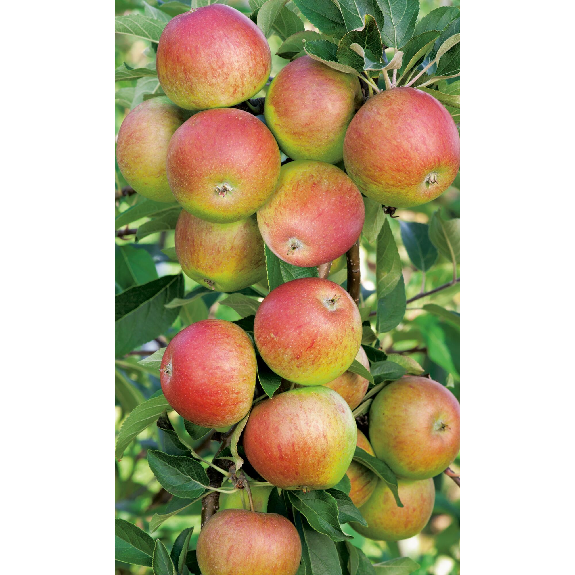 Reife Äpfel am Baum