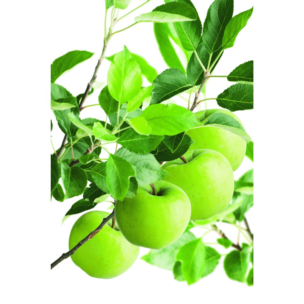 Grüne Äpfel am Ast
