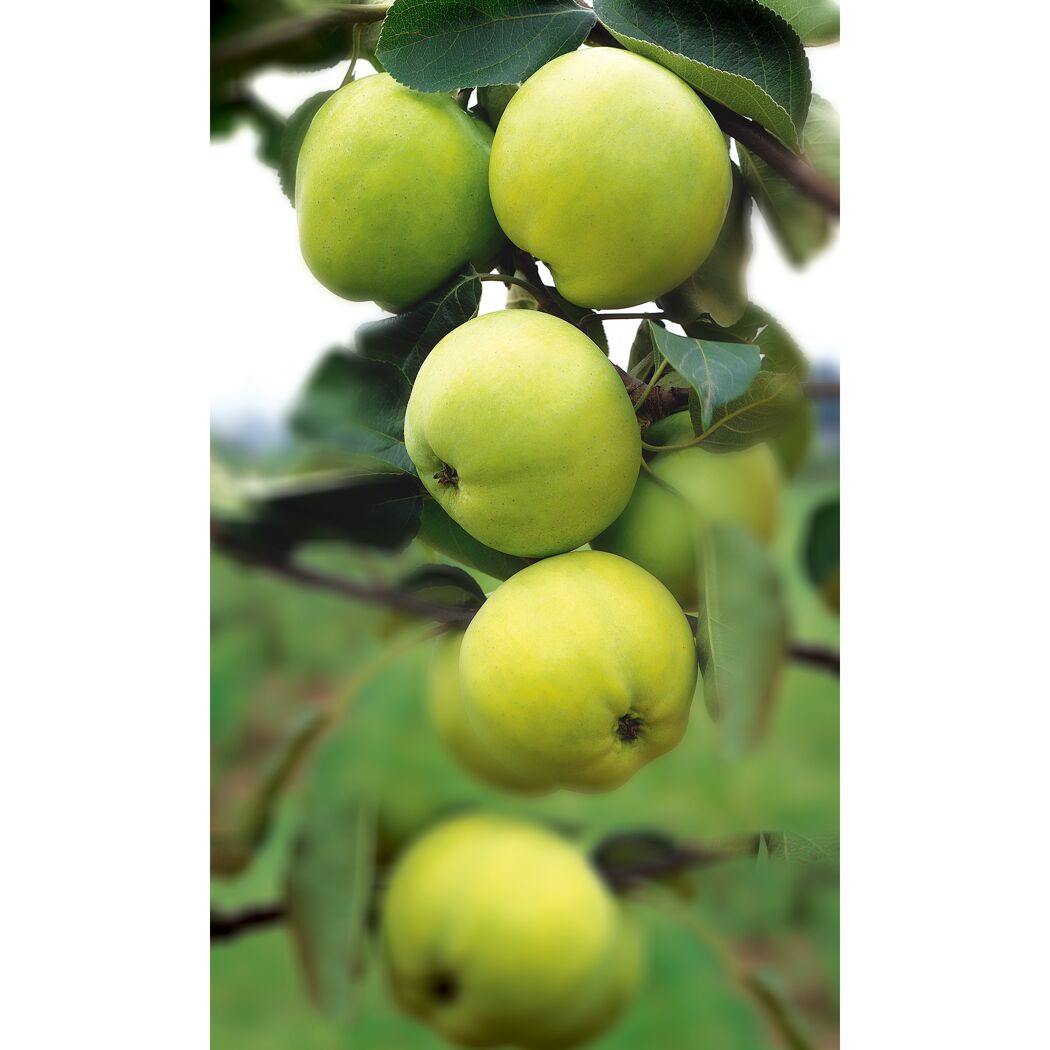 Grüne Klaräpfel am Baum