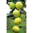 Verkleinertes Bild von Naturtalent by toom® Bio Apfel 'Klarapfel', Busch®