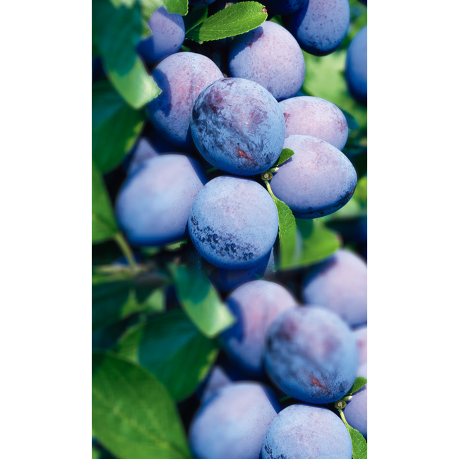 Bild von Naturtalent by toom® Bio Pflaume 'Wangenheim', Busch 25 cm Topf