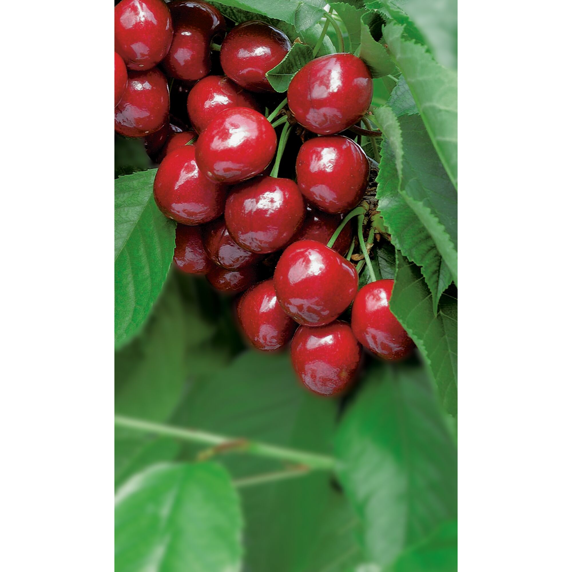 Reife Kirschen am Kirschbaum