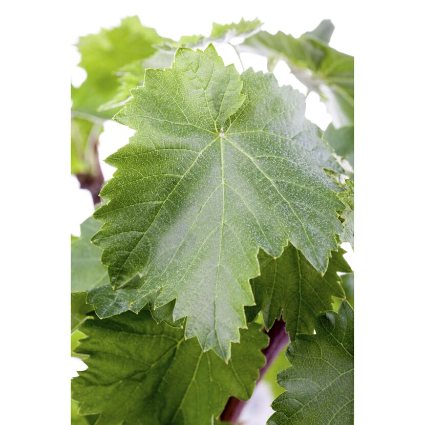 Nahaufnahme eines grünen Weinblatts