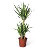 Yucca-Palme im braunen Topf