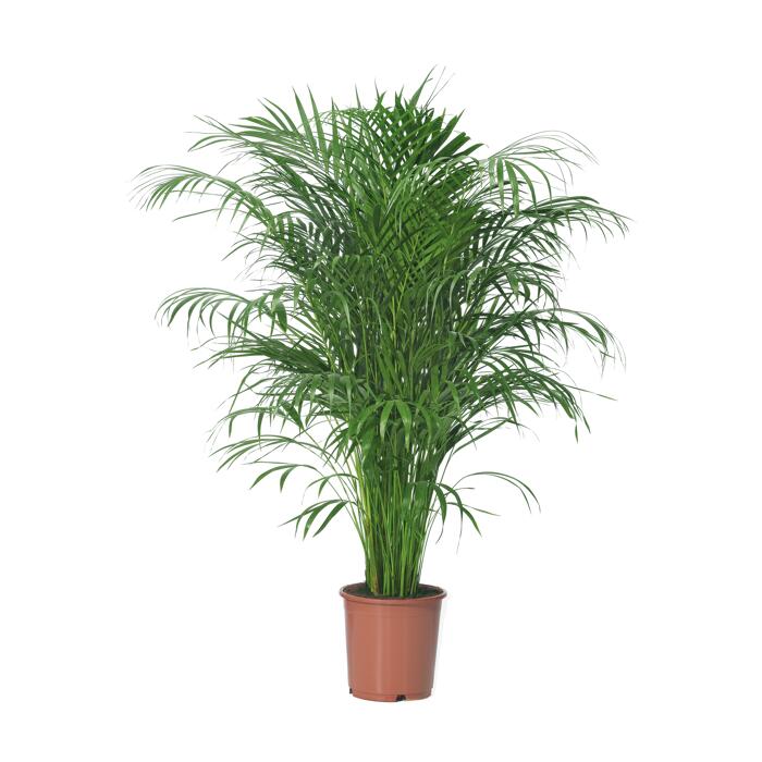 Luftverbesserer Areca 24 cm Topf