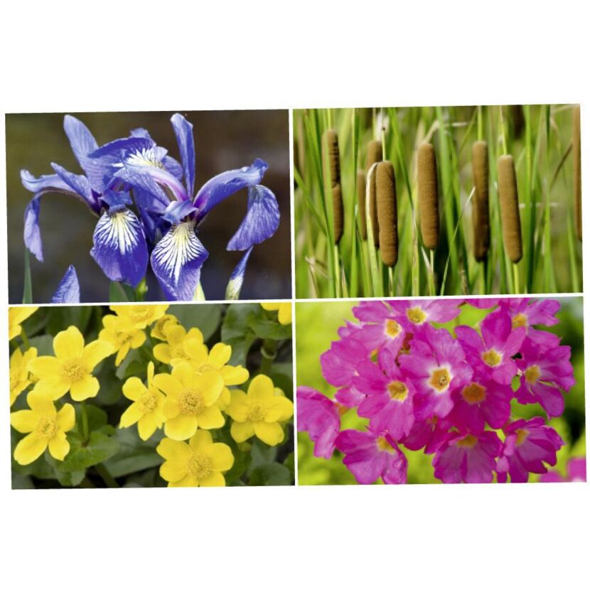 Sumpf- und Wasserpflanzen: Iris, Rohrkolben, Sumpfdotterblume, Primel