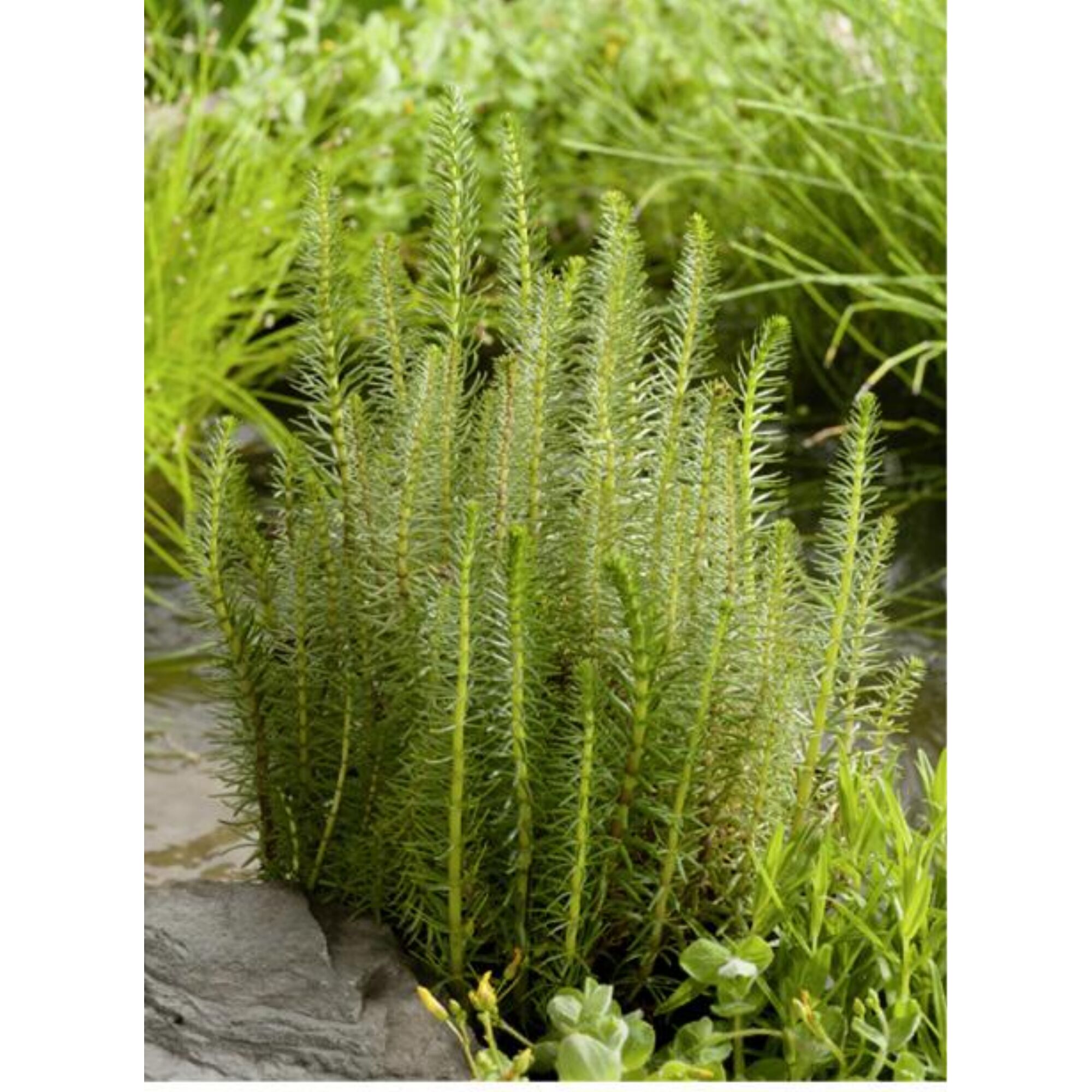 Grüne Stängelpflanzen im Teich