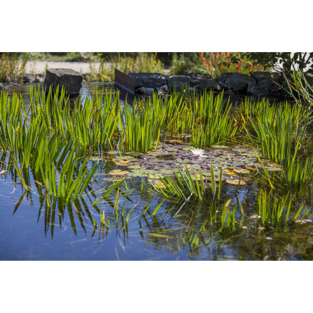 Schwimmpflanzen, 17 cm Topf