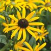 Gelbe Rudbeckia Goldsturm Sonnenhut Blüte