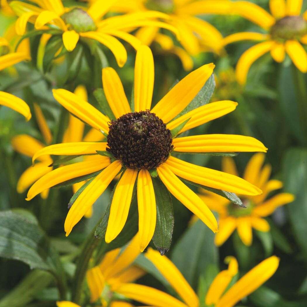 Gelbe Rudbeckia Goldsturm Sonnenhut Blüte