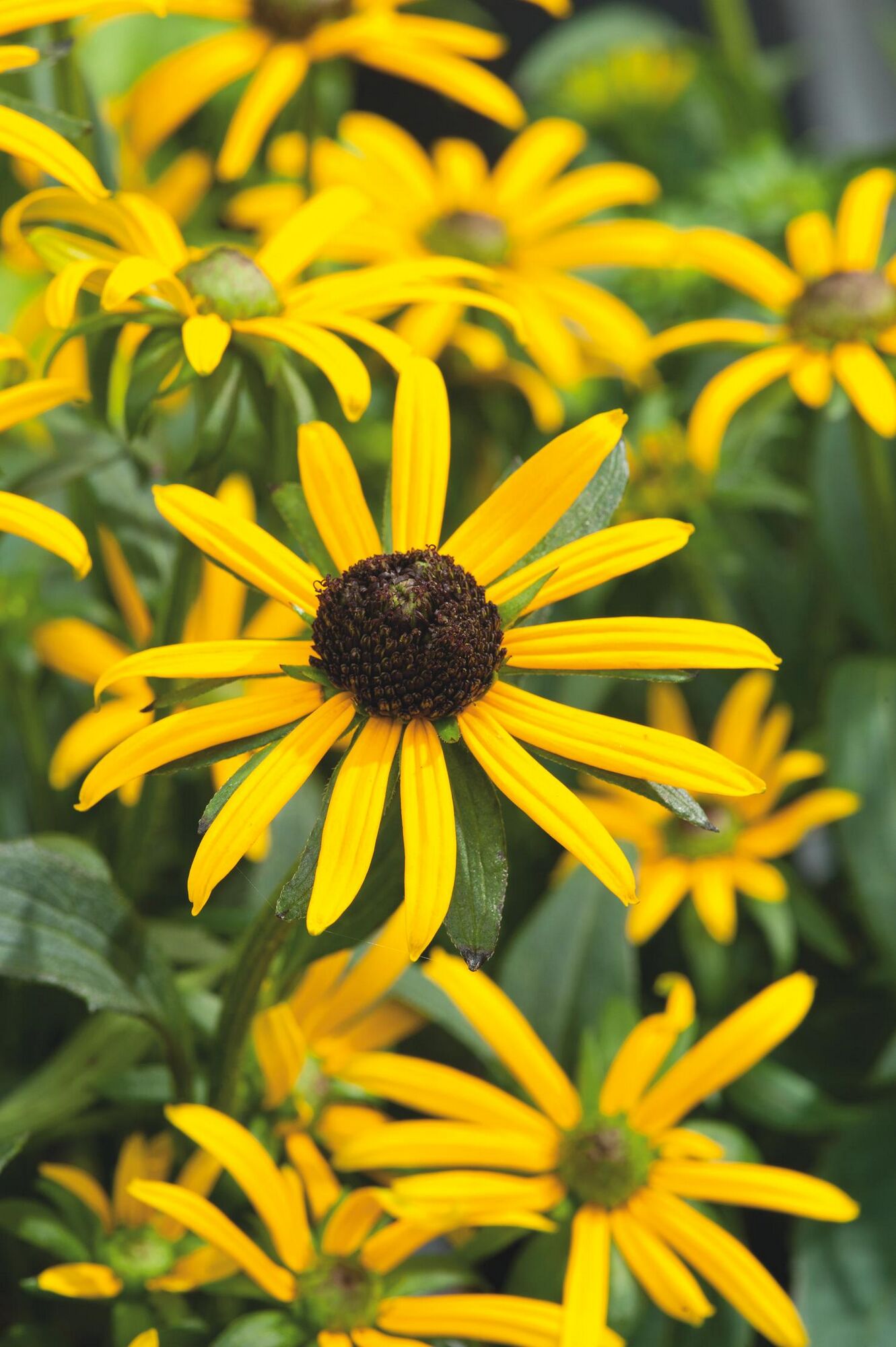 Gelbe Rudbeckia Goldsturm Sonnenhut Blüte