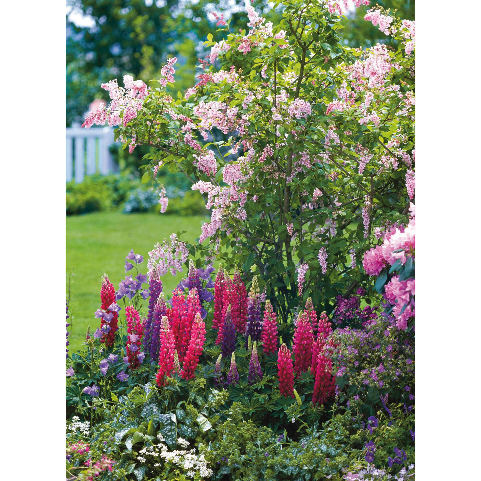 Bunte Lupinen und rosa Blüten im Garten