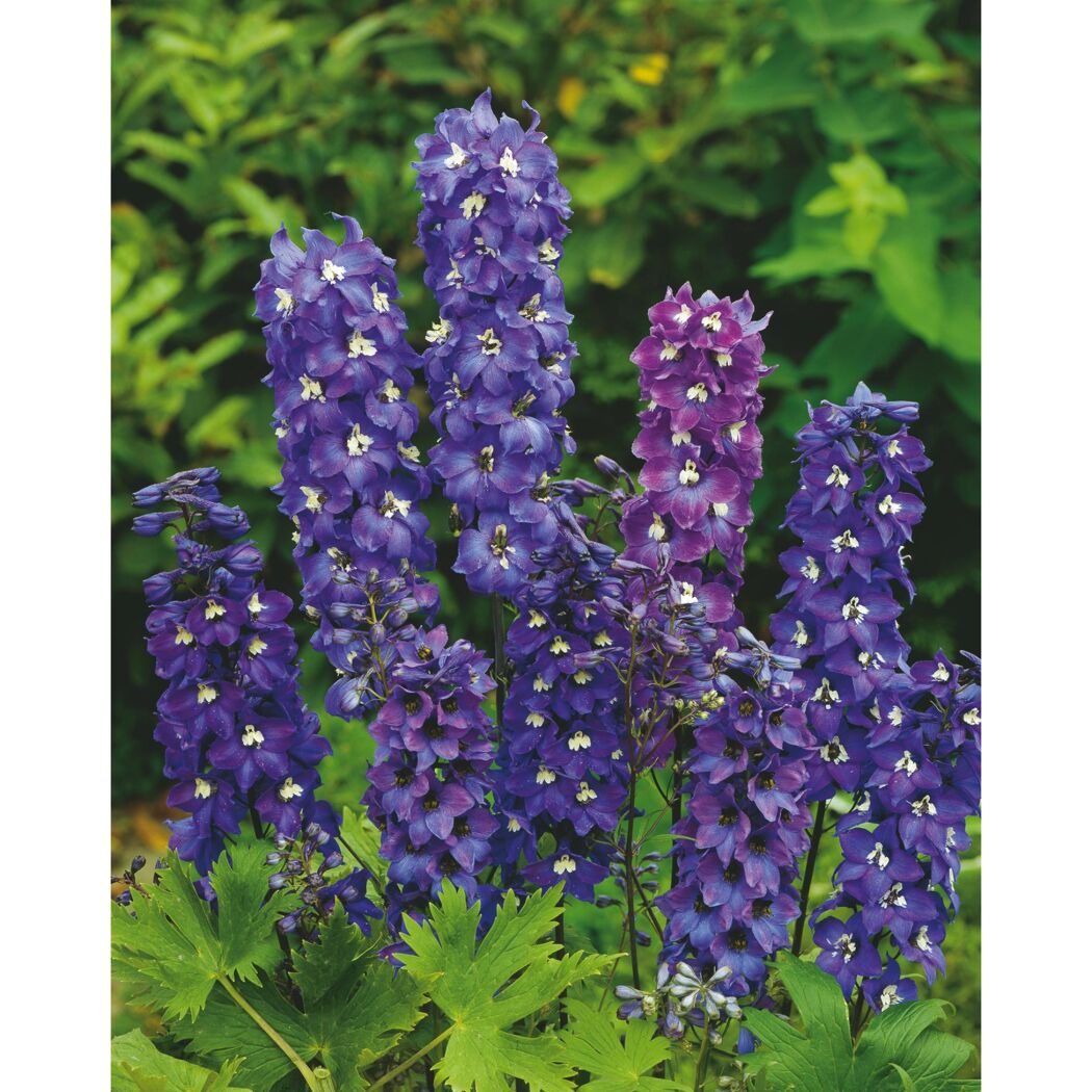Lila Blüten des Rittersporns