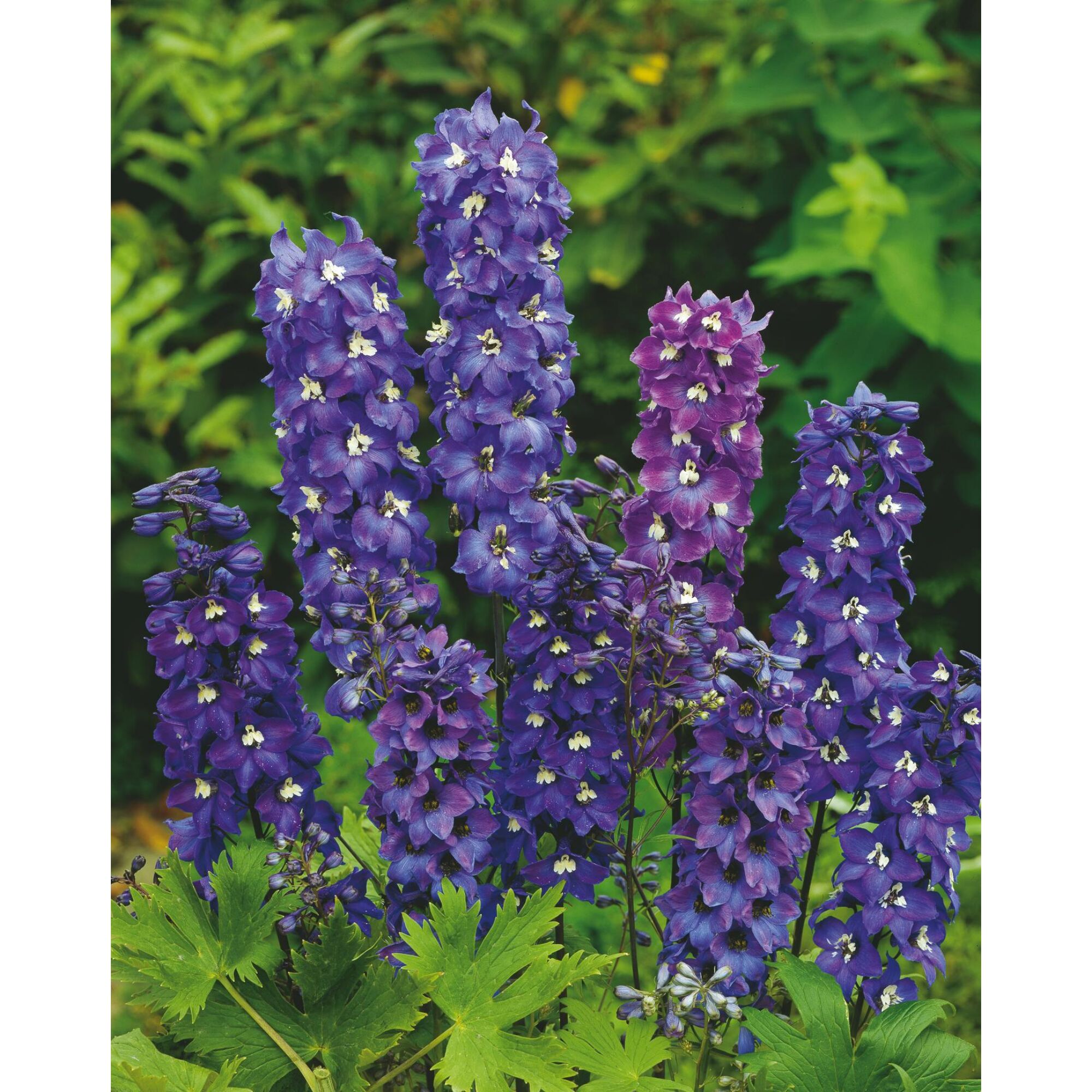 Lila Blüten des Rittersporns