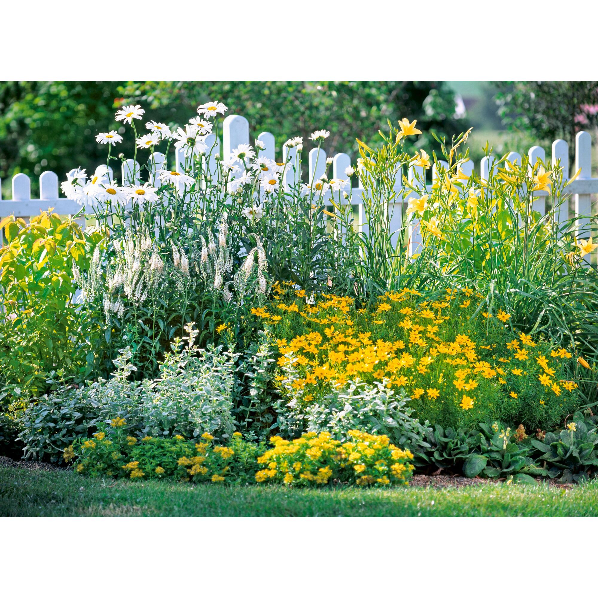 Blumenbeet mit weißen und gelben Blüten vor einem weißen Zaun