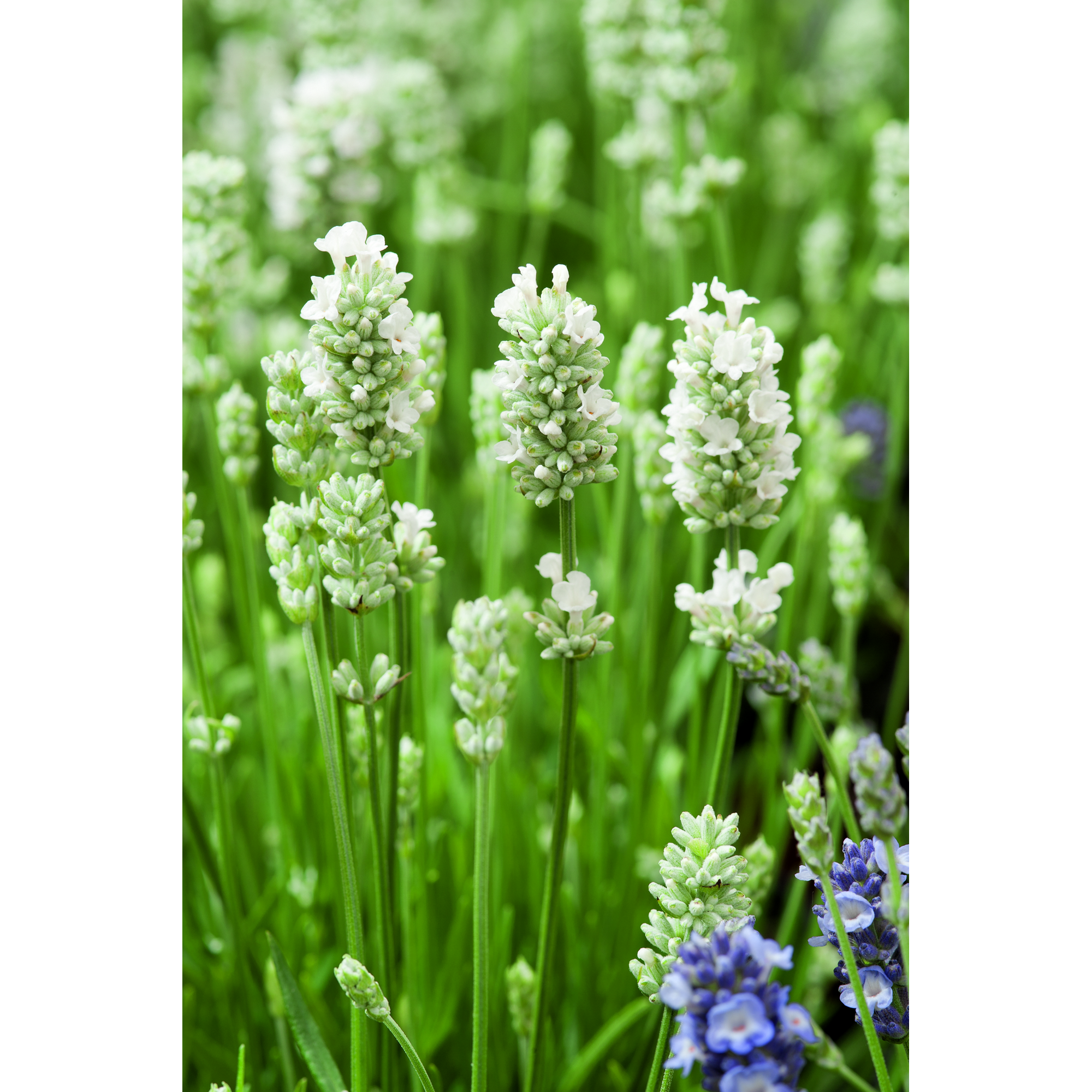 weißer Lavendel + product picture